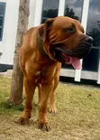 Boerboel Mwanamume Safi - Miezi 14 - 2