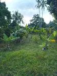 Eneo la Kilimo Linauzwa - Kitope, Zanzibar (Ekari 2) - 4