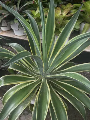 Garden/Indoor/Office Plants for Sale
