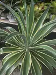 Garden/Indoor/Office Plants for Sale - 1
