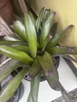 Garden/Indoor/Office Plants for Sale - 2