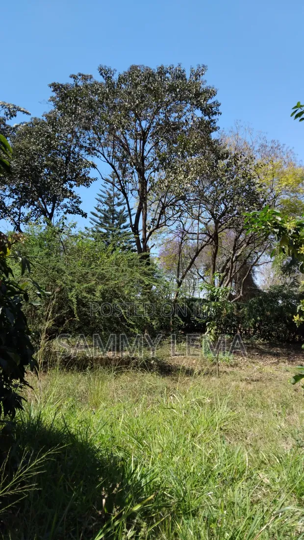 Large Plot for Business or Residential in Sakina - 1
