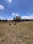 4108 SQM Titled Plot in Burka for Sale - 2