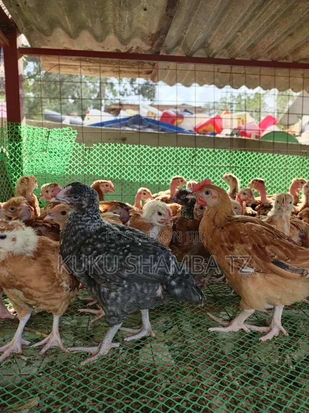 One-Month-Old Chicks Available - 1