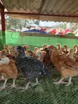 One-Month-Old Chicks Available - 1