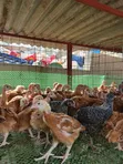 One-Month-Old Chicks Available - 2