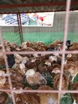 One-Month-Old Chicks Available - 3