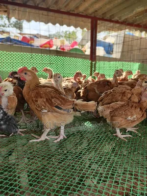 Vifaranga Wa Mwezi Wanapatikana