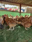 One-Month-Old Chicks Available - 4