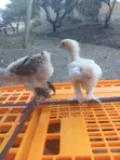 Brahma Pure Breed Chicks - 1