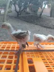 Brahma Pure Breed Chicks - 2