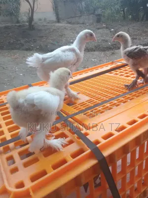 Brahma Pure Breed Chicks