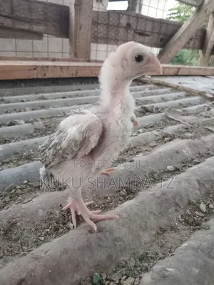 Vifaranga wa Kuchi na Kuku wa Mapambo