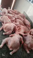 Organic Broiler Chicken - 2