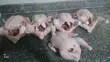 Organic Broiler Chicken - 3
