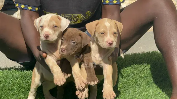 Kambuzi wa Kike wa American Pit Bull Terrier - 1