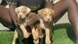 Kambuzi wa Kike wa American Pit Bull Terrier - 1
