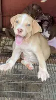 Kambuzi wa Kike wa American Pit Bull Terrier - 2
