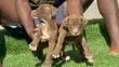 Kambuzi wa Kike wa American Pit Bull Terrier - 3