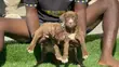 Kambuzi wa Kike wa American Pit Bull Terrier - 4