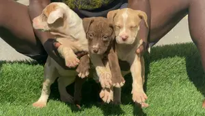 Female American Pit Bull Terrier Puppy