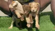 Kambuzi wa Kike wa American Pit Bull Terrier - 5