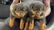 Purebred Rottweiler Puppy, 1-3 Months Old - 1