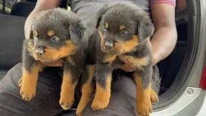 Purebred Rottweiler Puppy, 1-3 Months Old