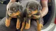 Purebred Rottweiler Puppy, 1-3 Months Old - 2