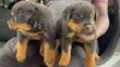 Purebred Rottweiler Puppy, 1-3 Months Old - 3