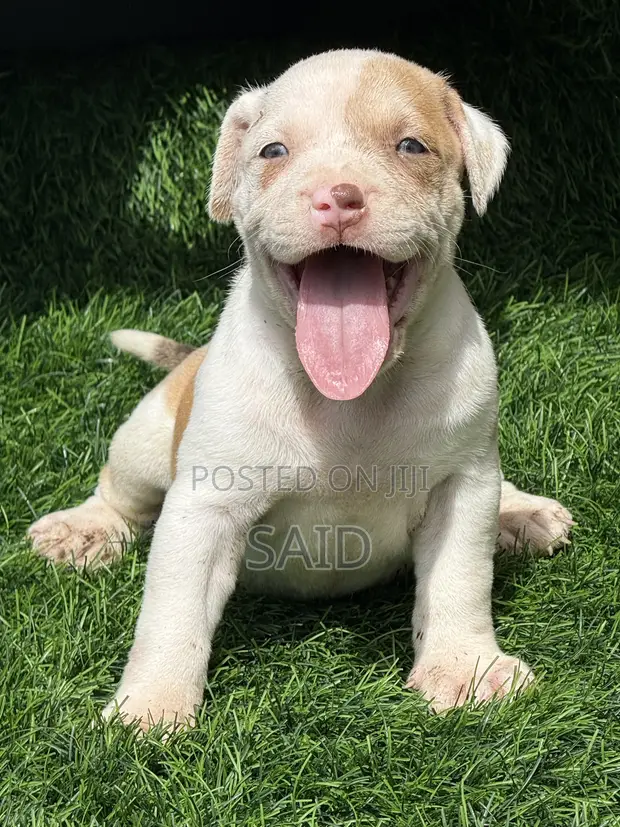 Mbwa wa Kike wa American Pit Bull Terrier - 1