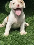 Female American Pit Bull Terrier Puppy - 2