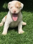 Female American Pit Bull Terrier Puppy - 3