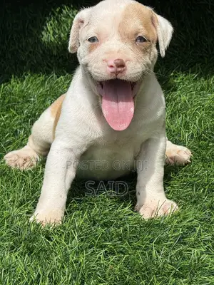 Female American Pit Bull Terrier Puppy