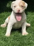 Female American Pit Bull Terrier Puppy - 4