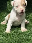 Female American Pit Bull Terrier Puppy - 5