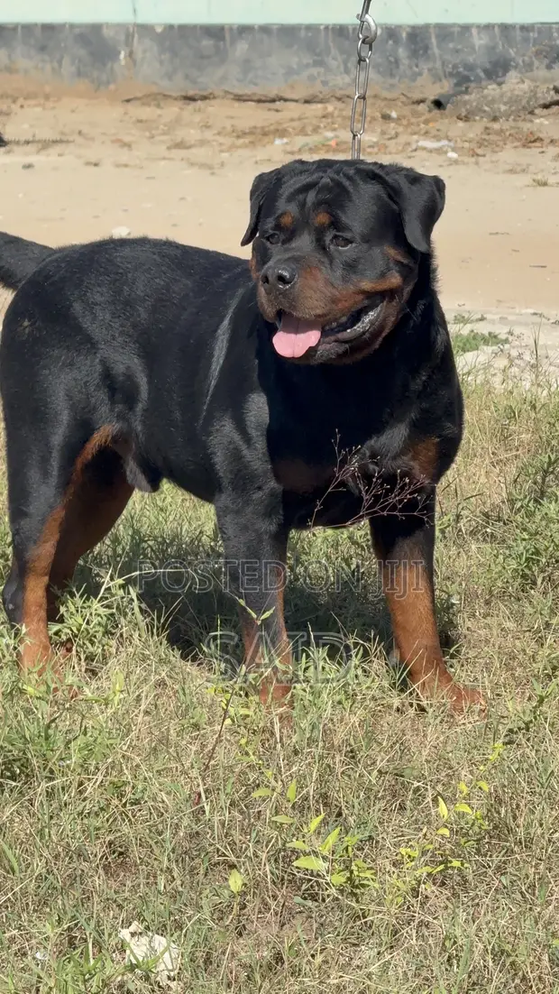 Rottweiler Safi Jike, Miaka 3 - 1