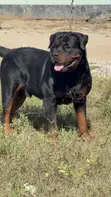 Rottweiler Safi Jike, Miaka 3 - 1