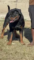 Rottweiler Safi Jike, Miaka 3 - 2