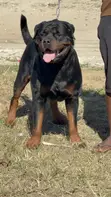 Rottweiler Safi Jike, Miaka 3 - 3