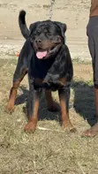 Rottweiler Safi Jike, Miaka 3 - 4