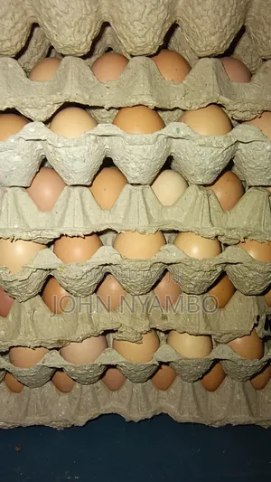 Layers Eggs - Tray of 30