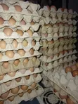 Layers Eggs - Tray of 30 - 5
