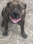 Purebred Boerboel Male, 1+ Year Old - 1
