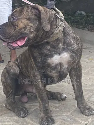 Purebred Boerboel Male, 1+ Year Old