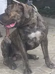 Purebred Boerboel Male, 1+ Year Old - 2
