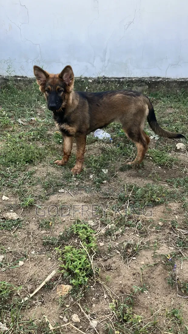 Purebred German Shepherd Female, 5 Months - 1