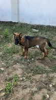 Purebred German Shepherd Female, 5 Months - 2