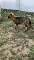 Purebred German Shepherd Female, 5 Months - 3