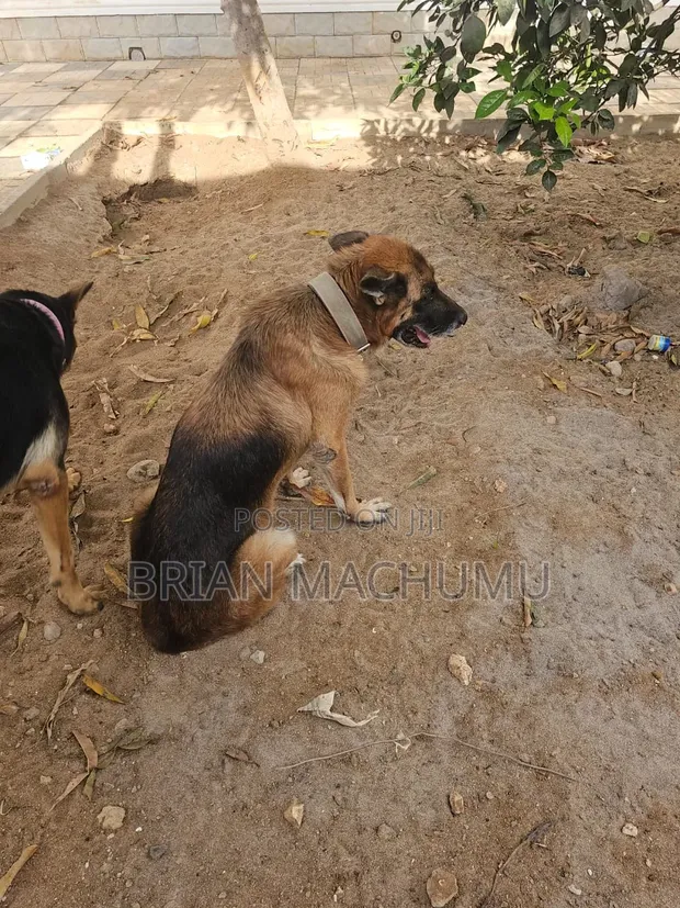 Purebred German Shepherd, 6-12 Months Male - 1